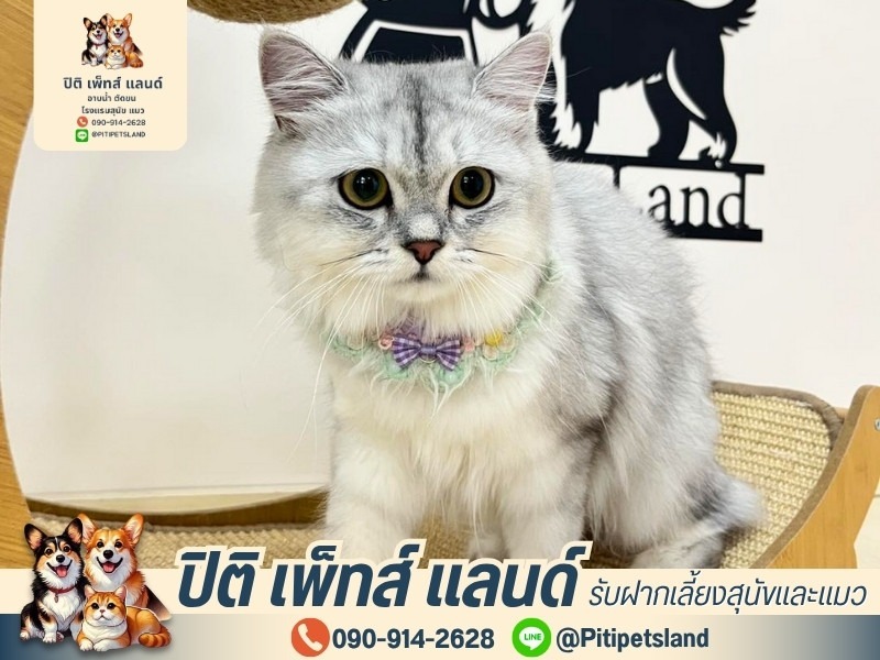 โรงแรมแมว ดูแล 24ชม.